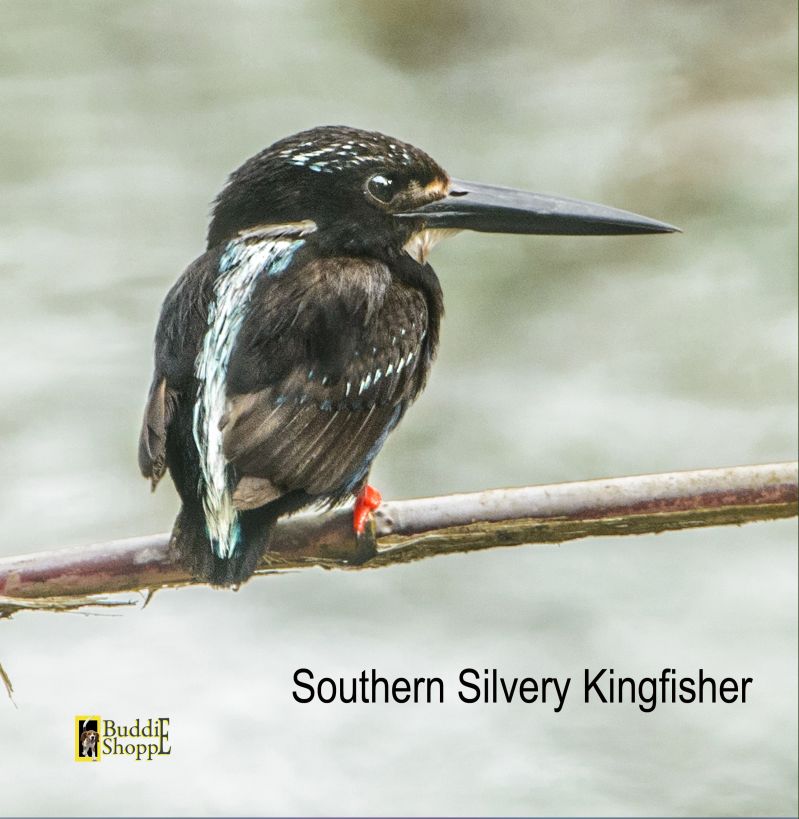Southern Silvery Kingfisher